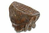 Woolly Mammoth Lower M Molar - North Sea Deposits #298473-2